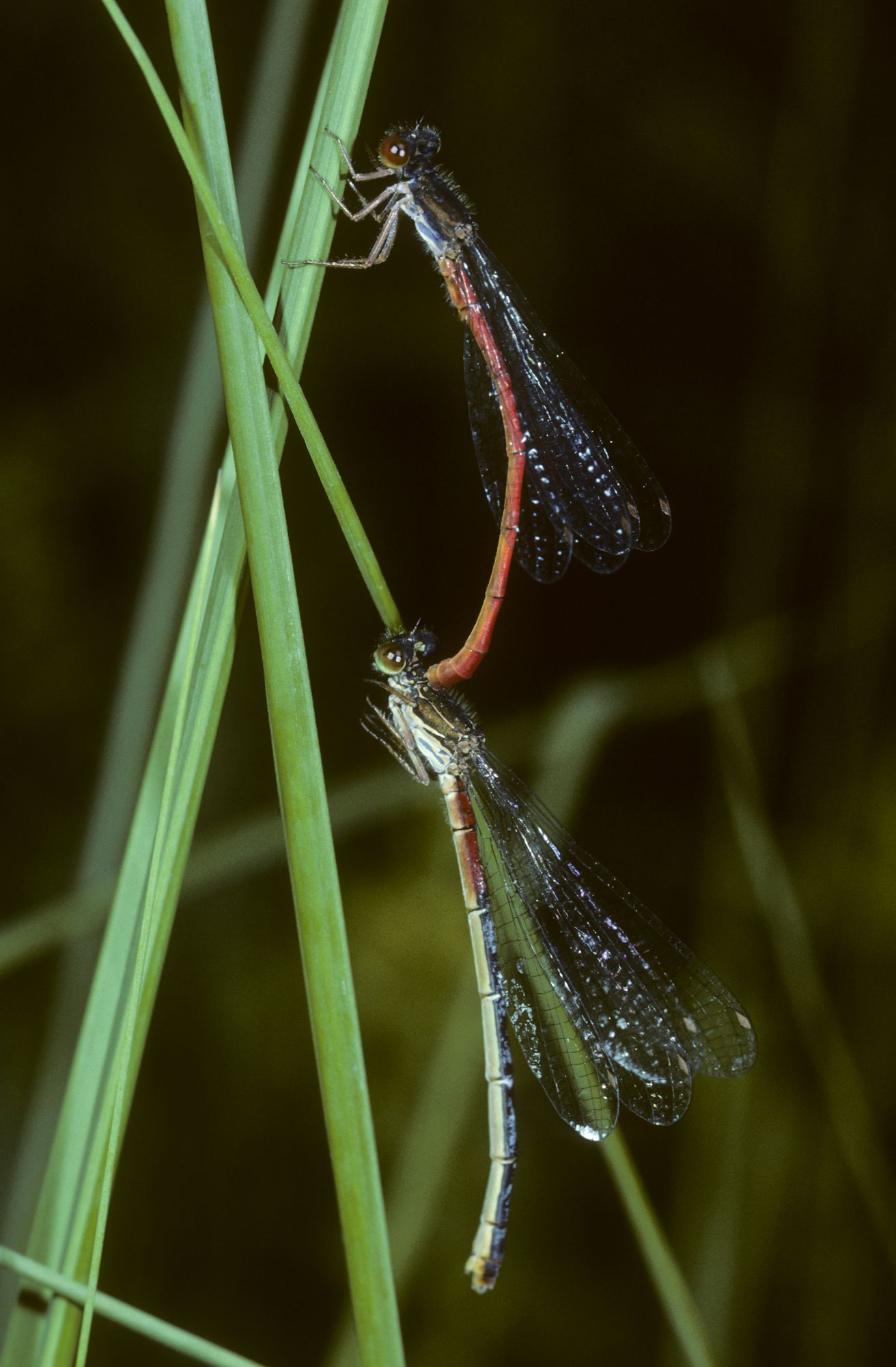 Zarte Rubinjungfern (Ceriagrion tenellum) bei der Paarung, das Weibchen (unten) wird vom Männchen am Kopf gehalten.