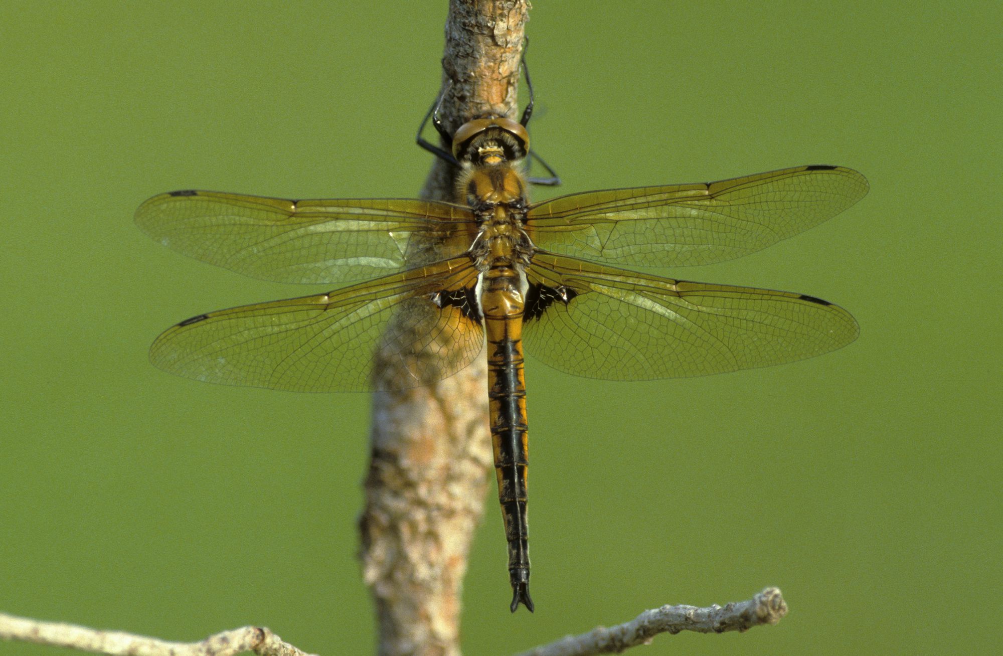 Männchen des Zweiflecks (Foto: Heiko Bellmann)