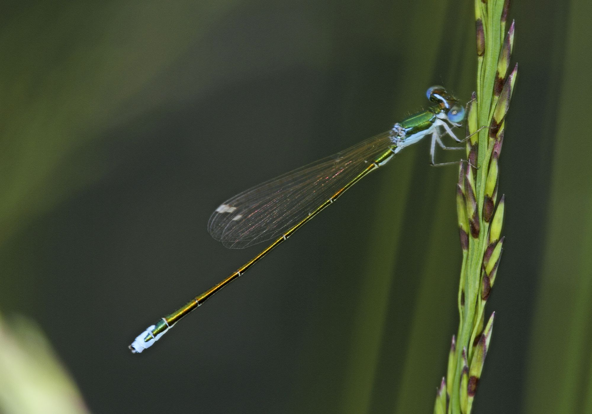 Eine männliche Zwerglibelle (Nehalennia speciosa)