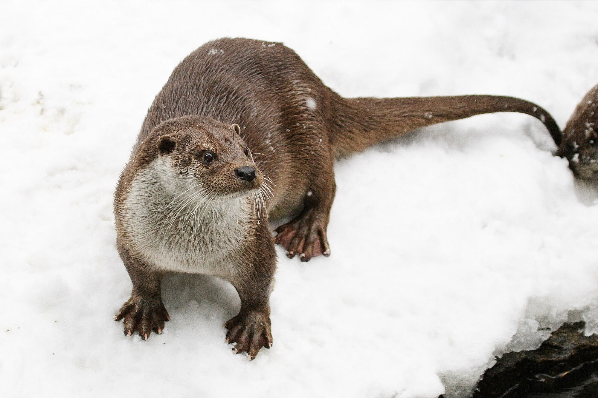 Ein Fischotter auf Schnee. Er hat einen behaarten runden Schwanz und man sieht die Schwimmhäute zwischen den Zehen. (Foto: Marcus Bosch)