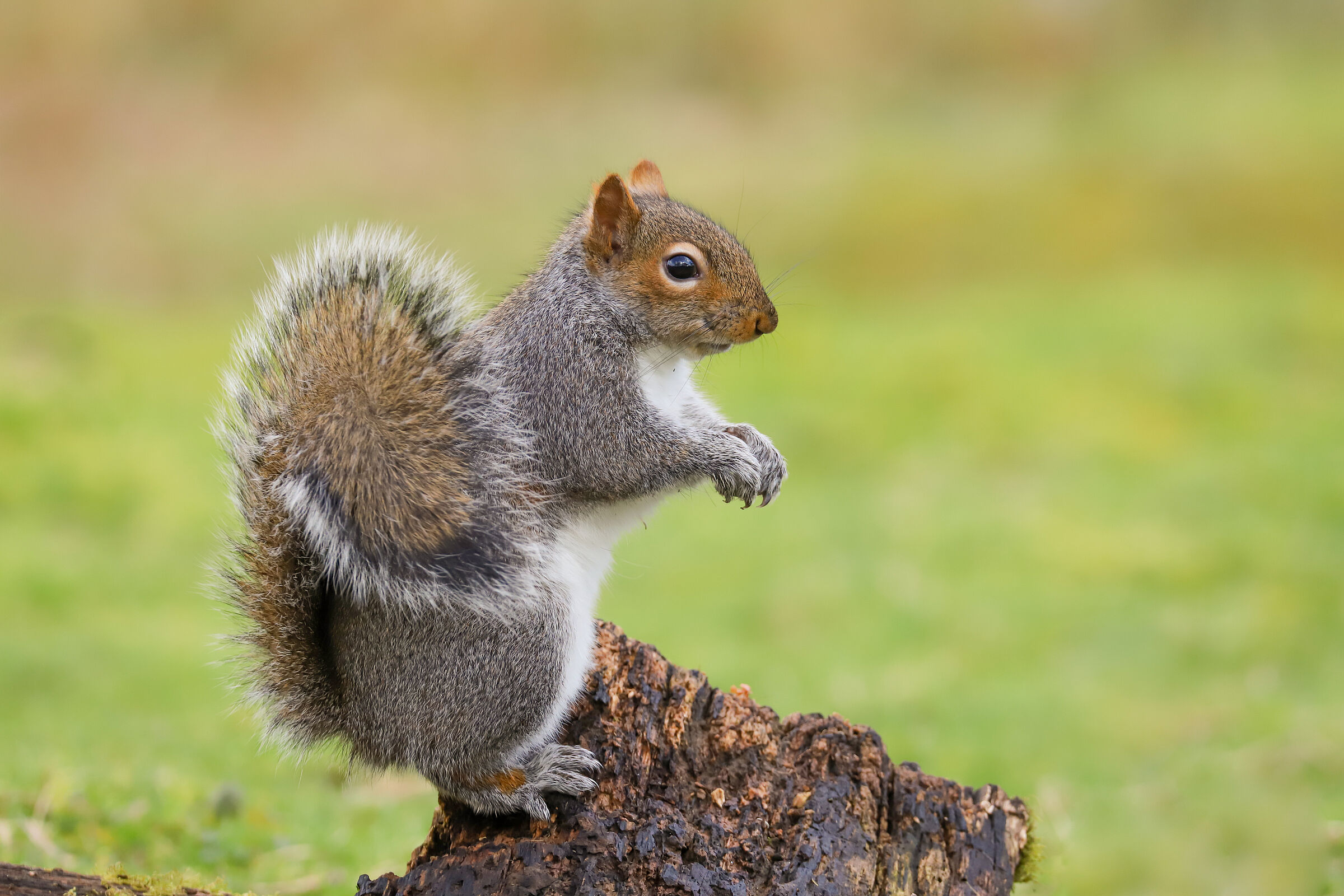 Ein nordamerikanisches Grauhörnchen sitzt auf einem Baumstumpf