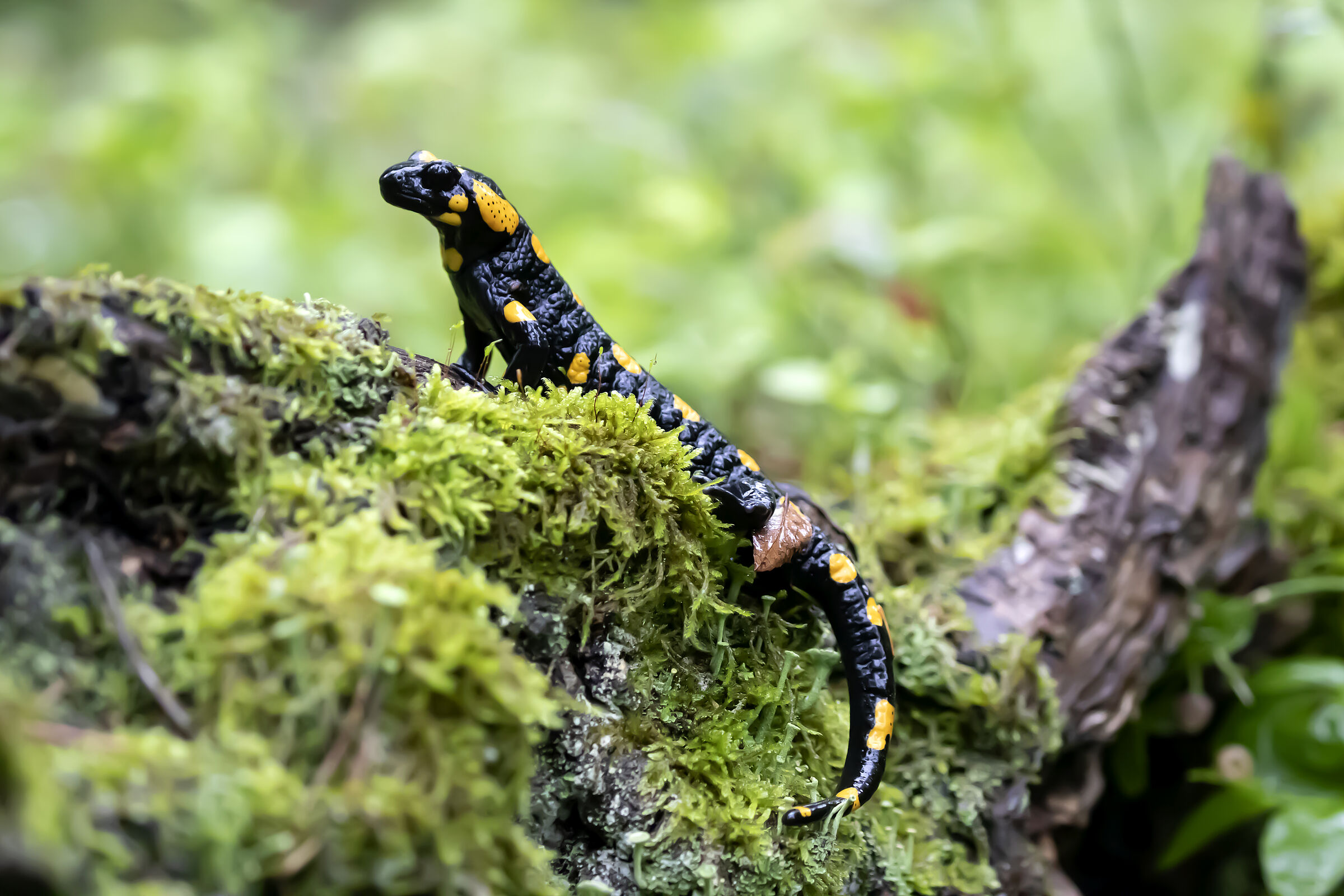 Ein schwarzer Salamander mit gelben Flecken steht auf bemoostem Holz