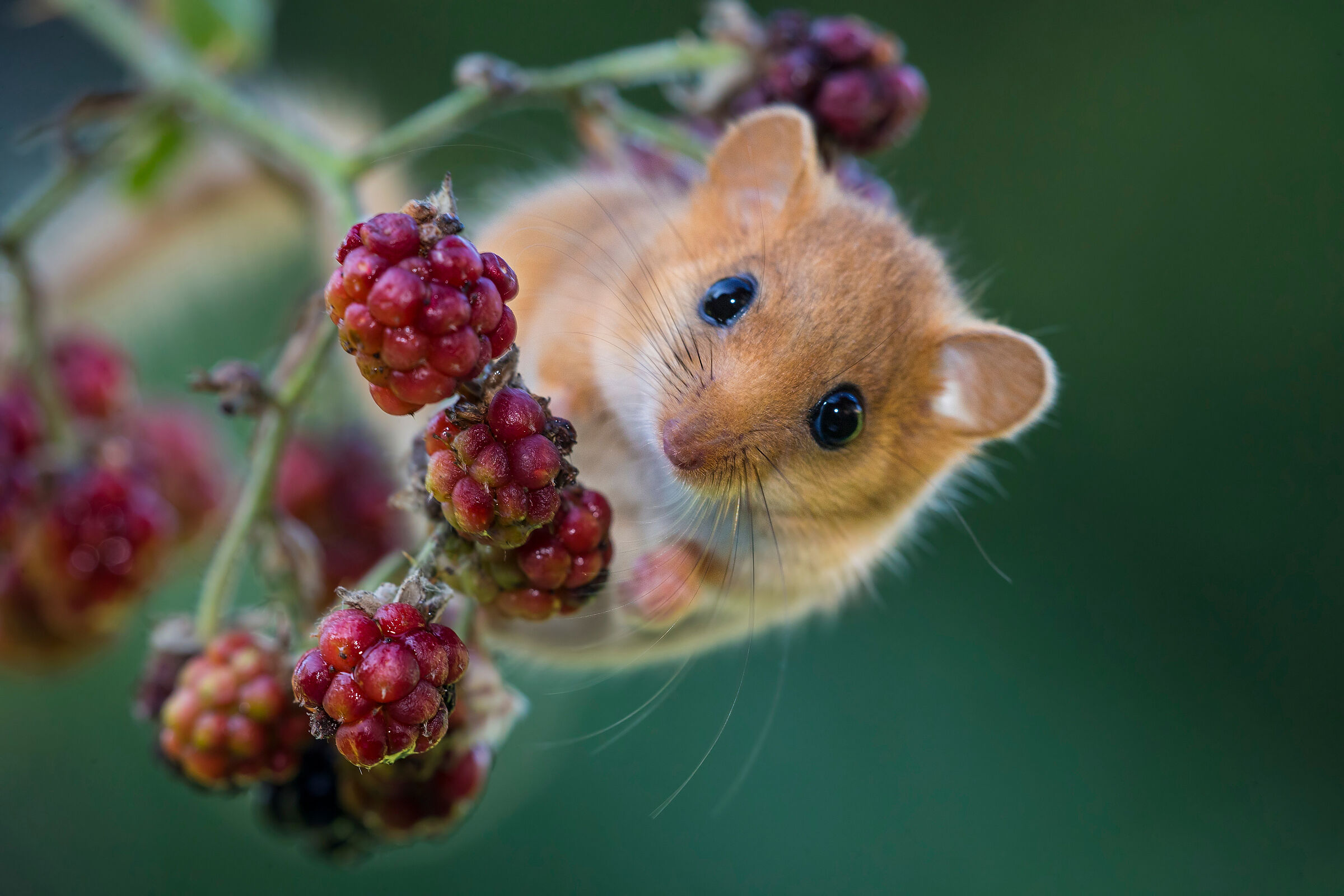 Eine rotbraune Maus mit großen schwarzen Augen balanciert auf einem Ast mit drei Himbeeren