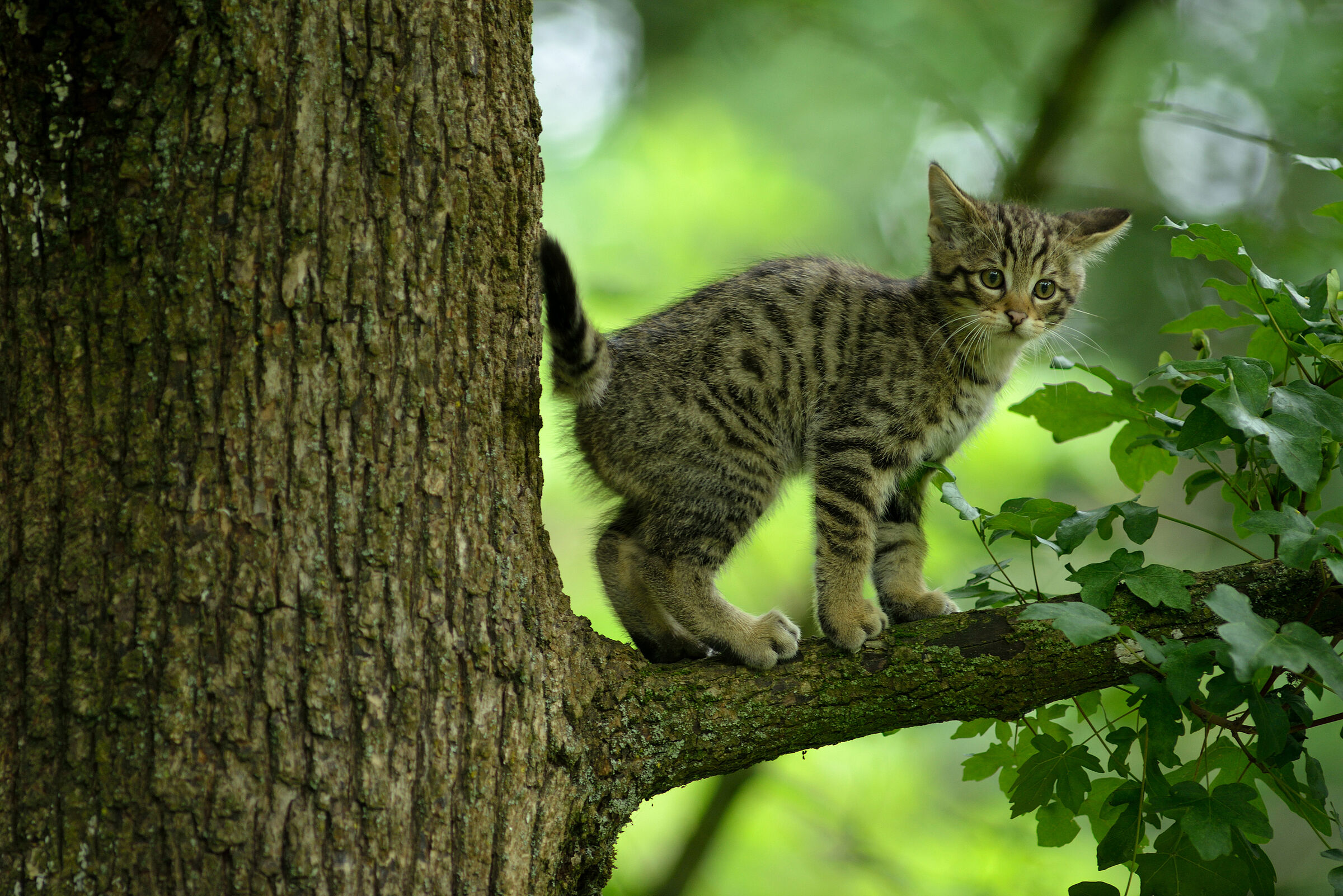 Eine junge Katze steht auf einem Ast und schaut in die Kamera