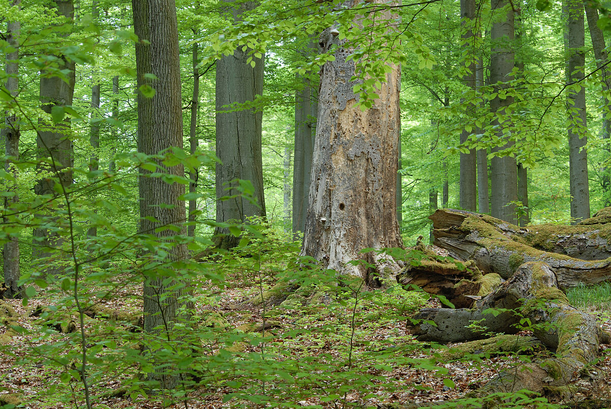 Ein Wald mit Bäumen verschiedenen Alters und bemoosten abgestorbenen Stämmen am Boden