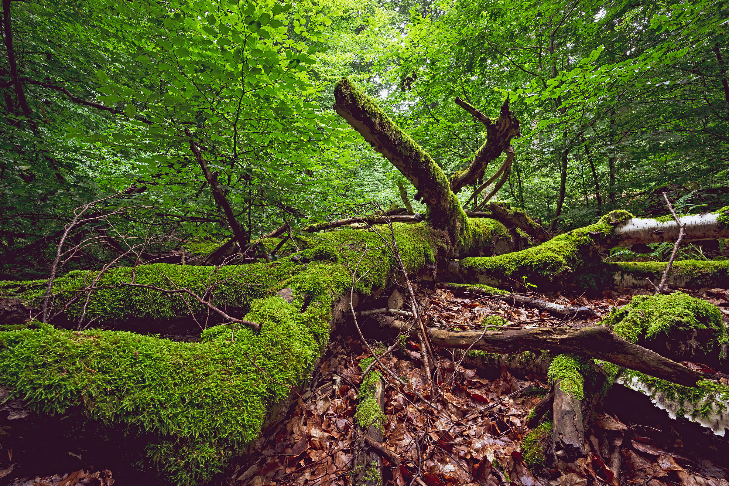 Ein umgefallener, dick bemooster Baumstamm im Wald