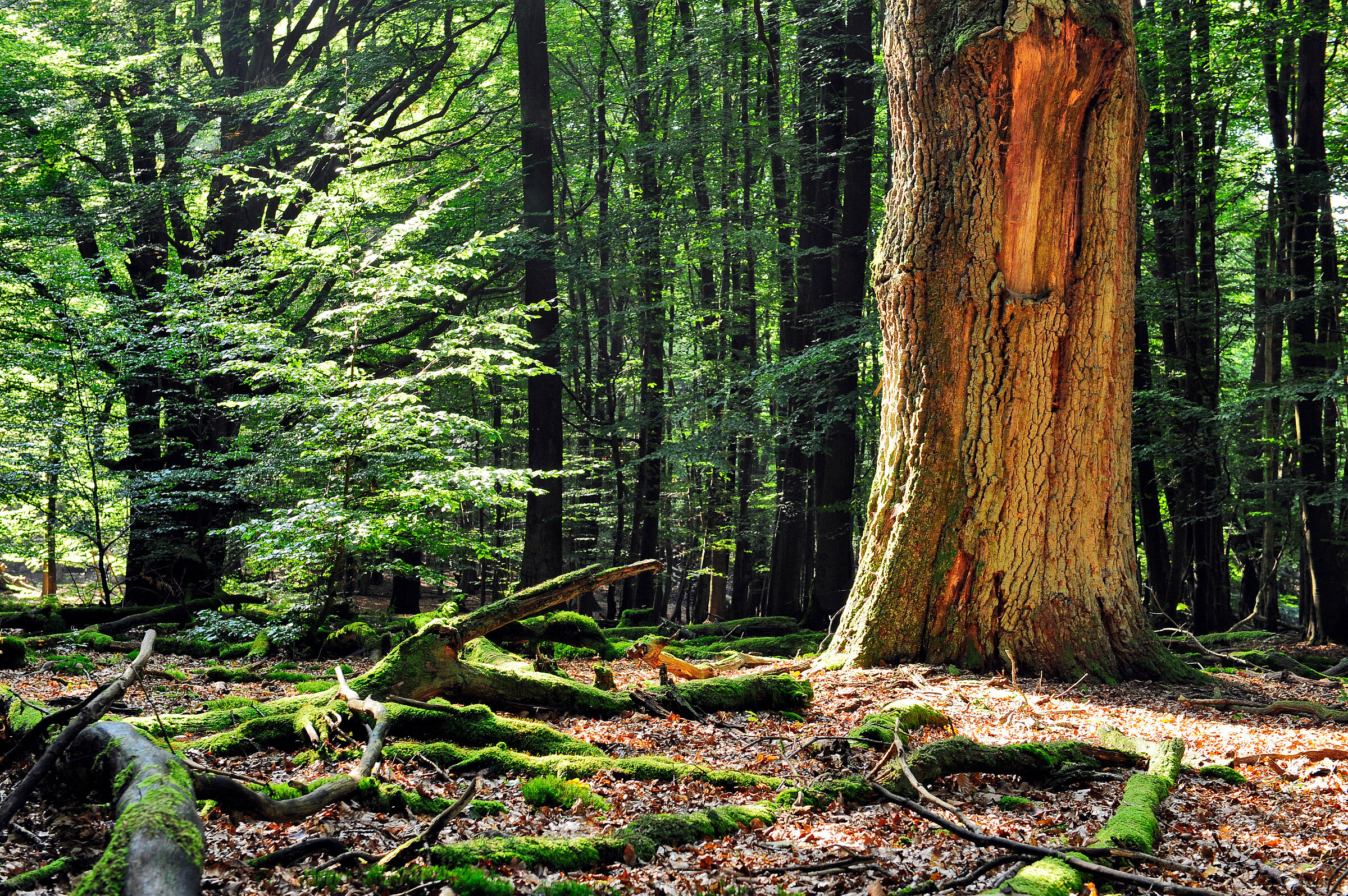 Ein stehender toter Stamm im Wald, um ihn herum liegen bemooste Äste