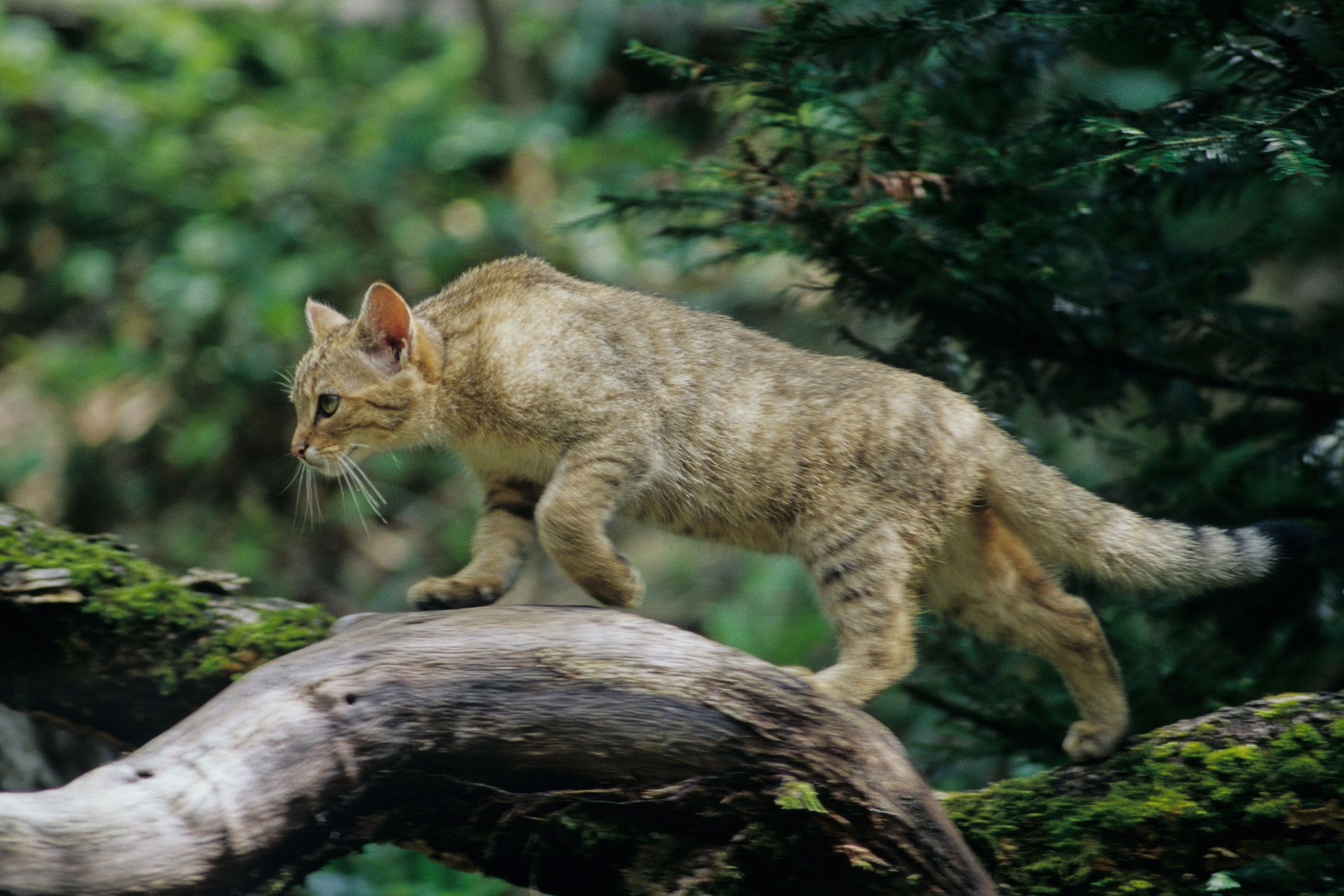 Eine Wildkatze balanciert auf einem toten Ast.