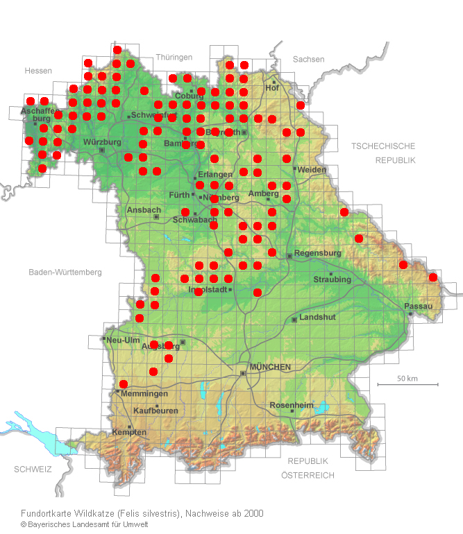 Eine Karte mit roten Punkten zeigt die Verbreitung der Europäischen Wildkatze in Bayern, Grafik: Landesamt für Umwelt