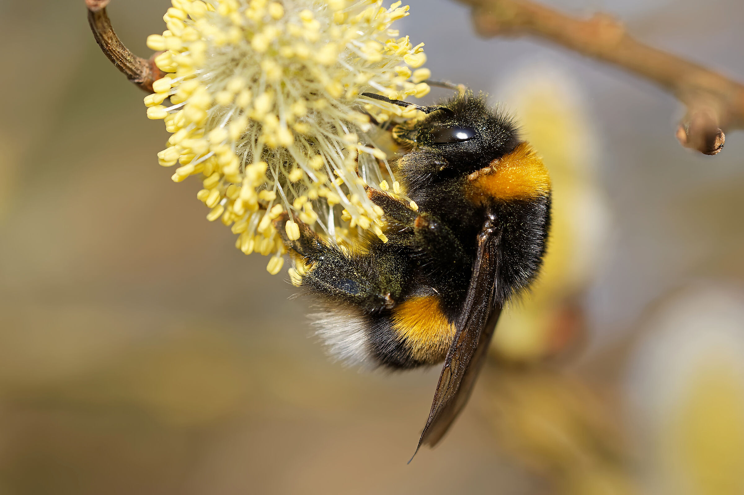 Dunkle-Erdhummel__JuergenL_AdobeStock_193408077.jp…[264056]