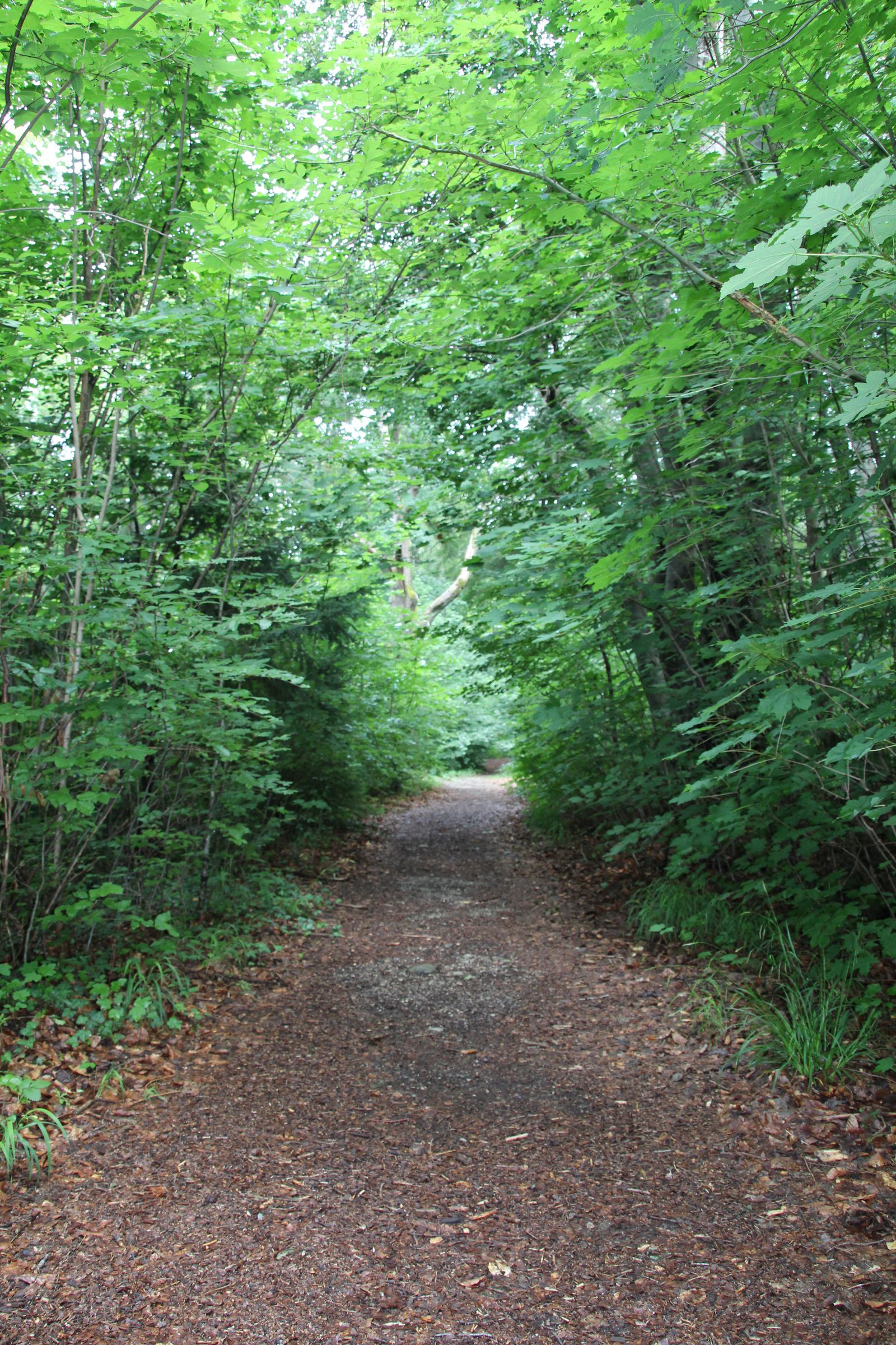 Ein Weg führt in den zugehörigen Wald