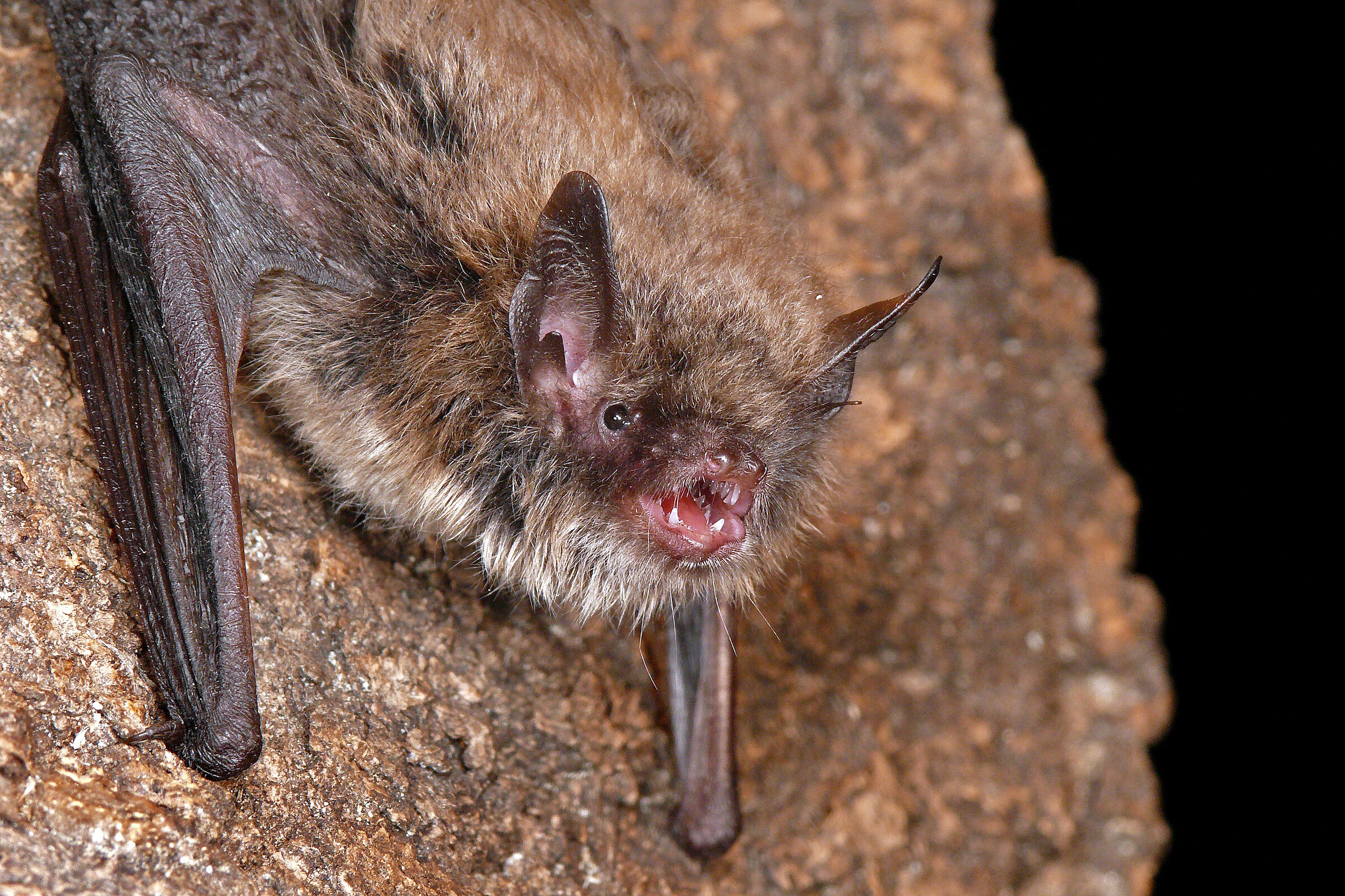 Nymphenfledermaus (Foto: Reimund Francke)