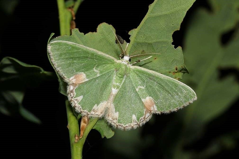 Pustelspanner sitzt gut getarnt auf einem Blatt (Foto: Oskar Jungklaus)