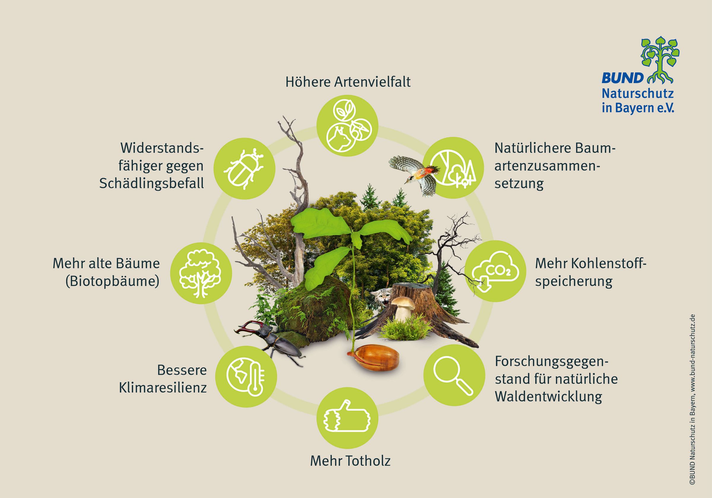 Naturwälder haben acht wesentliche Vorteile gegenüber Wirtschaftswäldern. Eine Grafik zeigt, welche Vorteile Naturwälder bieten.
