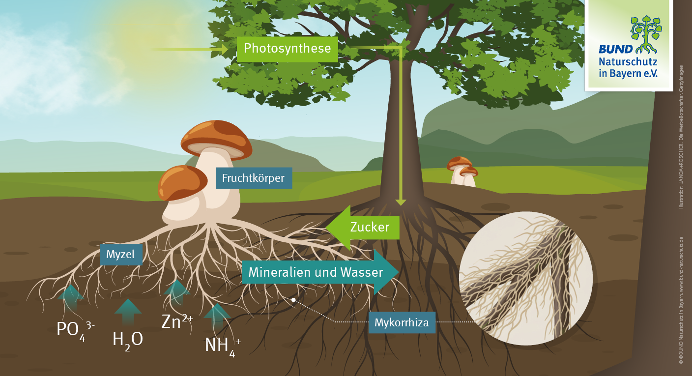 Die Mykorrhiza ist ein komplexes Beziehungsgeflecht zwischen Baum und Pilz. Ein Schaubild zeigt, wie die Symbiose zwischen Baum und Pilz funktioniert.