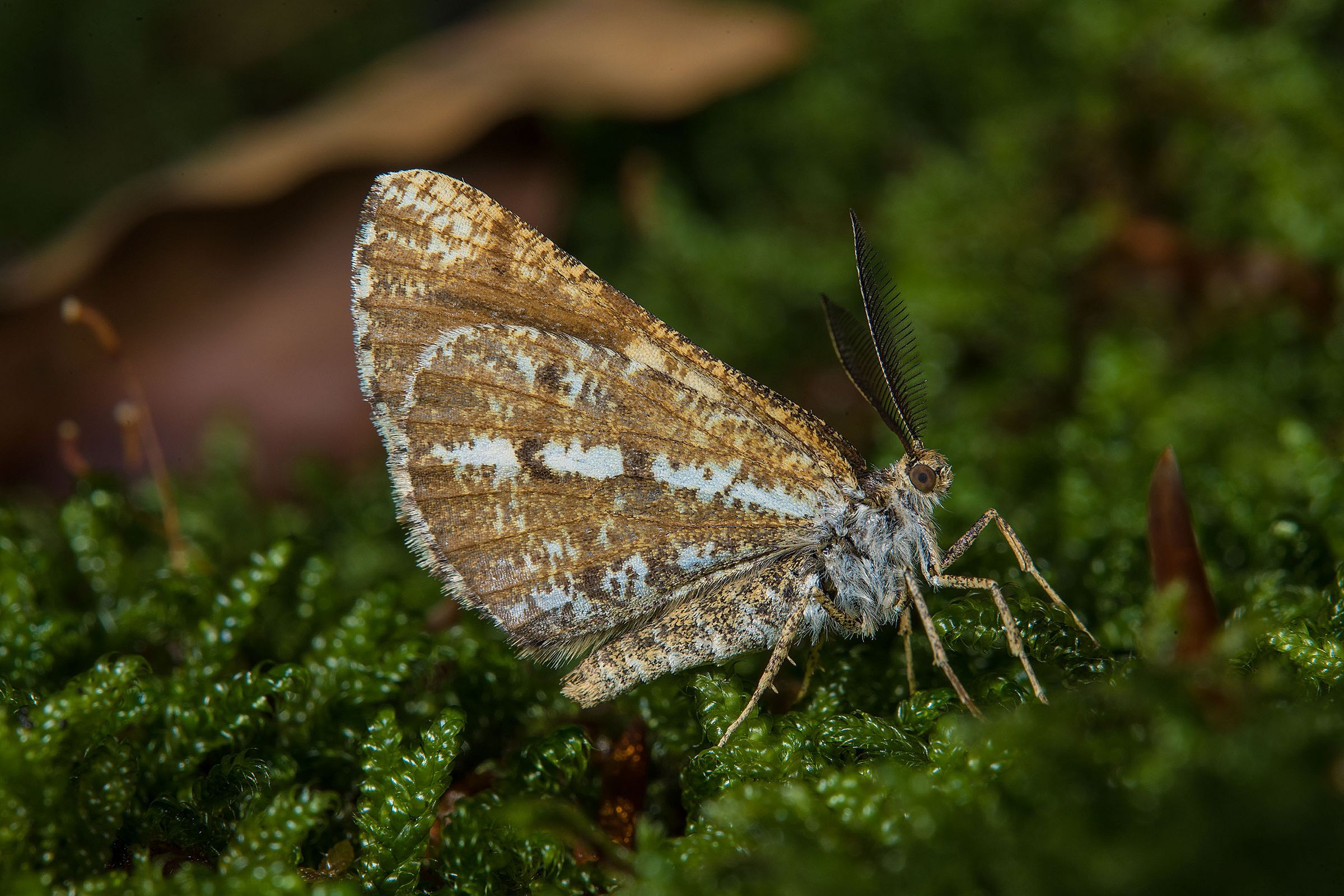 Kiefernspanner (Foto: Wolfgang Willner) Ein braun-weißer Schmetterling mit antennenartigen Fühlern sitzt auf Moos.