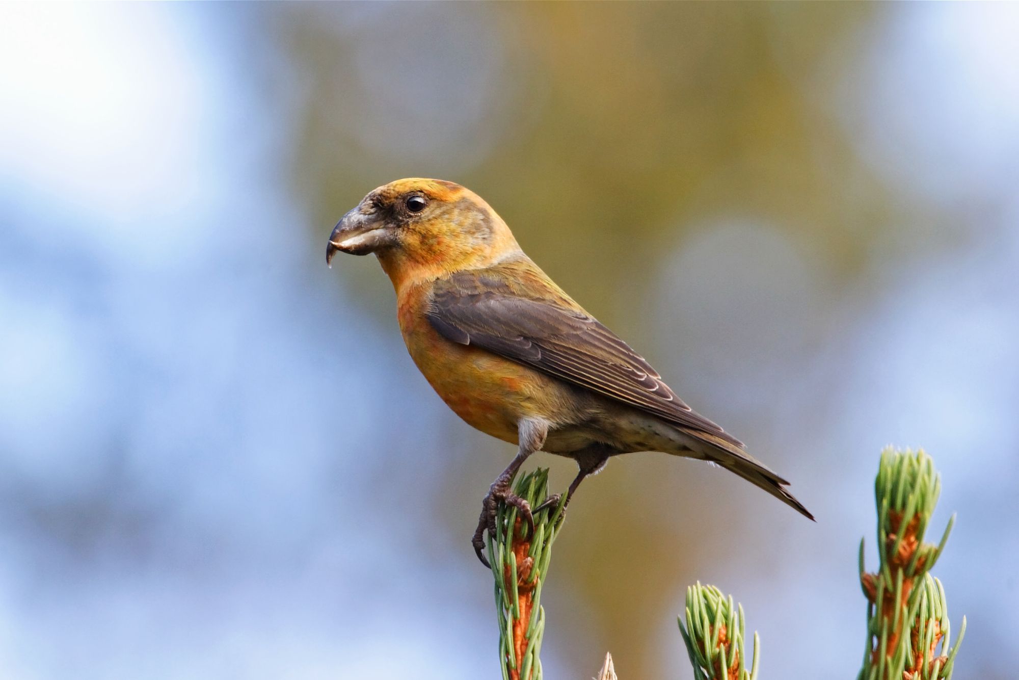 Fichtenkreuzschnabel (Foto: Marcus Bosch) Ein orange-brauner Vogel mit kräftigem überkreuzten Schnabel sitzt auf einem Nadelbaum. Dieser eignet sich perfekt zum Öffnen von Fichtenzapfen (Foto: Marcus Bosch)