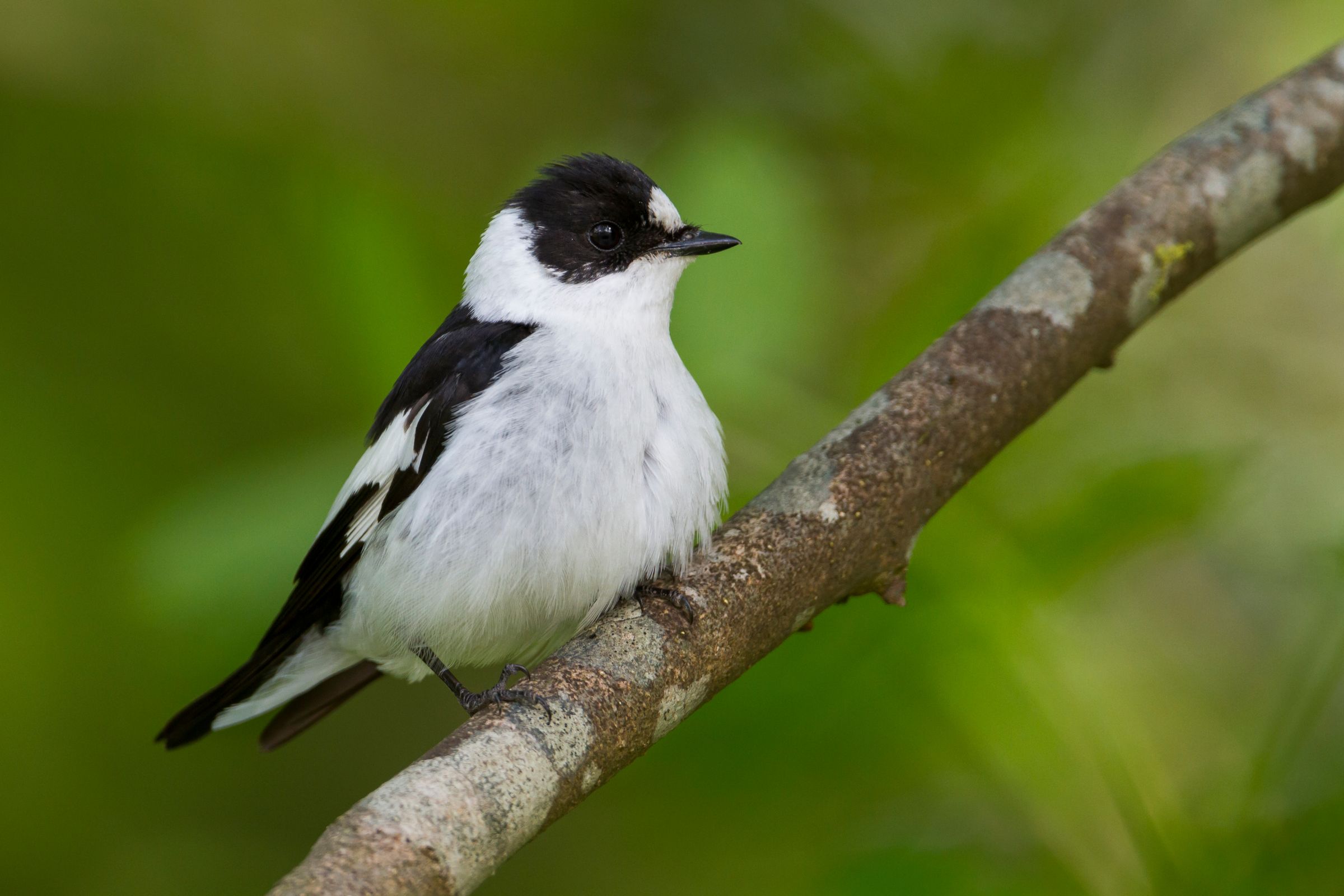 Halsbandschnäpper (Foto: AGAMI/stock.adobe) Ein Halsbandschnäpper sitzt auf einem Zweig. Er ist auf einen alten, höhlenreichen Baumbestand angewiesen. (Foto: AGAMI/stock.adobe)