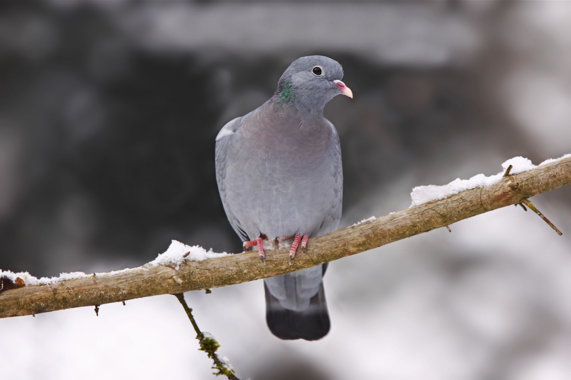 Hohltaube (Foto: Marchus Bosch) Eine Taube sitzt auf einem verschneiten Ast. Die Hohltaube liebt alte Wälder. (Foto: Marcus Bosch)
