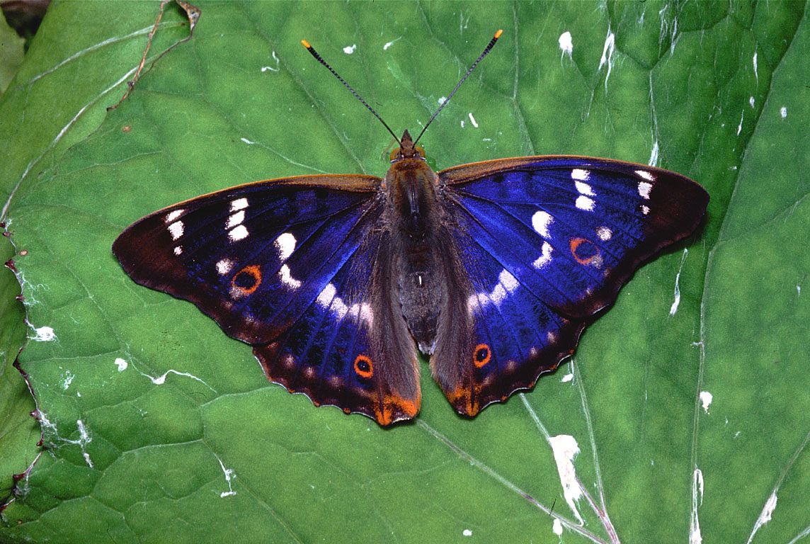 Kleiner Schillerfalter (Foto: Wolfgang Willner) Ein blau-brauner Schmetterling sitzt auf einem Blatt.
