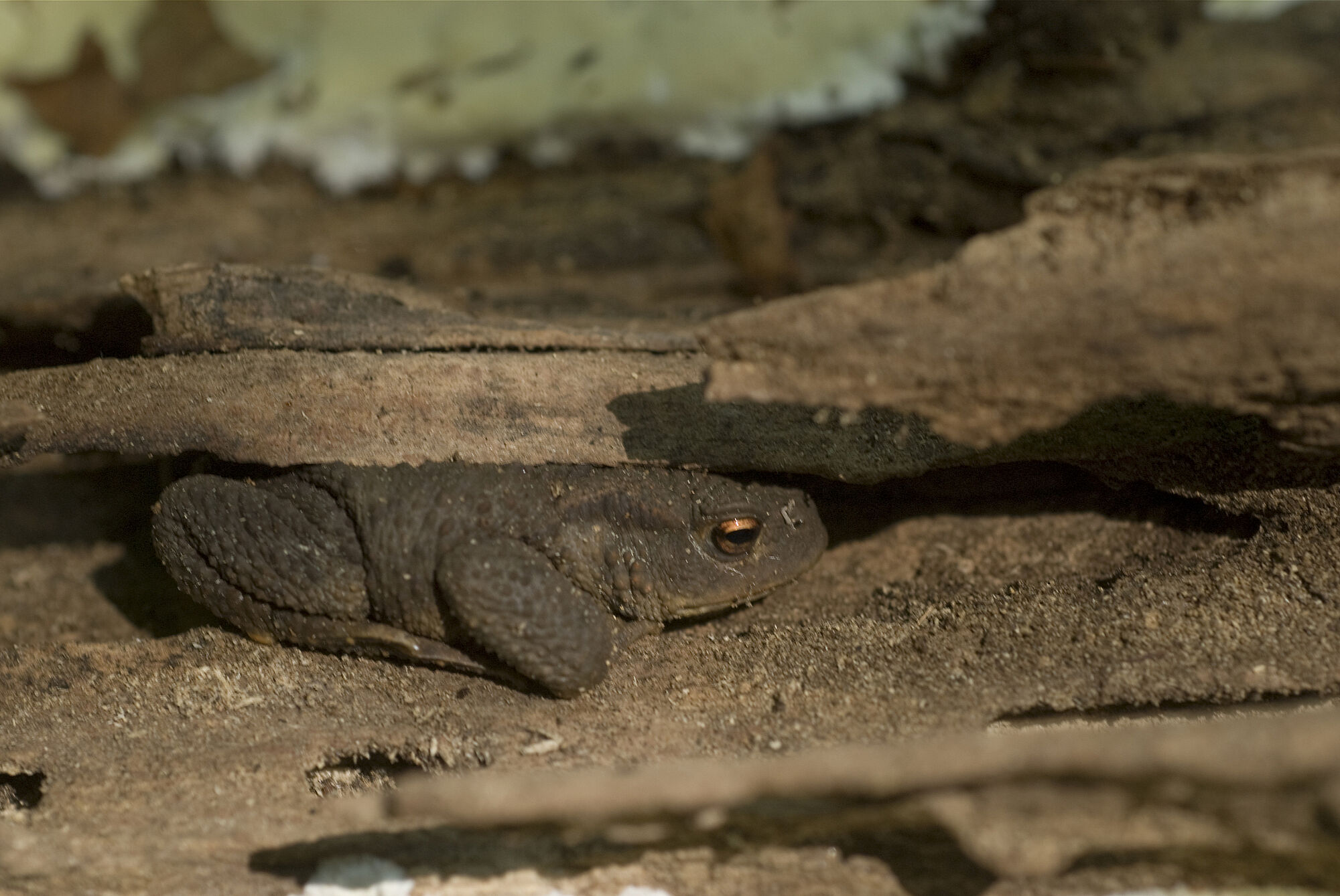 Amphibien wie die Erdkröte finden Verstecke im liegenden Totholz (Foto: Thomas Stephan) Eine braune Kröte sitzt in einem Spalt im Totholz. Amphibien wie die Erdkröte finden Verstecke im liegenden Totholz. (Foto: Thomas Stephan)