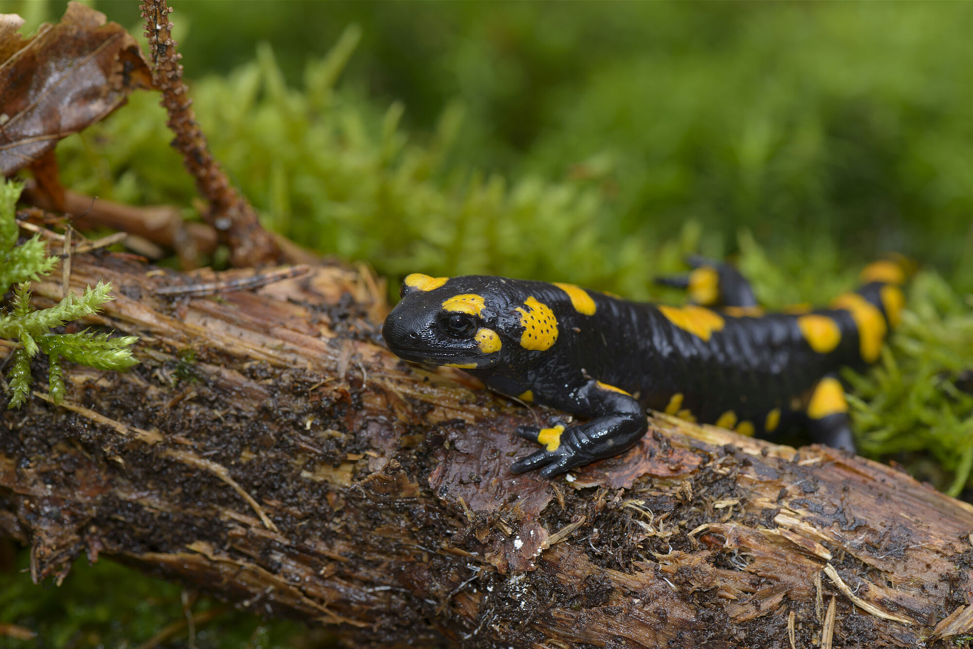 Der Feuersalamander profitiert von der Feuchte im liegenden Totholz (Foto: Christoph Bosch) Ein schwarz-gelber Feuersalamander sitzt auf einem morschen Stück Holz. Den Feuersalamander beispielsweise schützt das feuchtwarme Klima rund um das liegende Totholz vor dem Austrocknen. (Foto: Christoph Bosch)