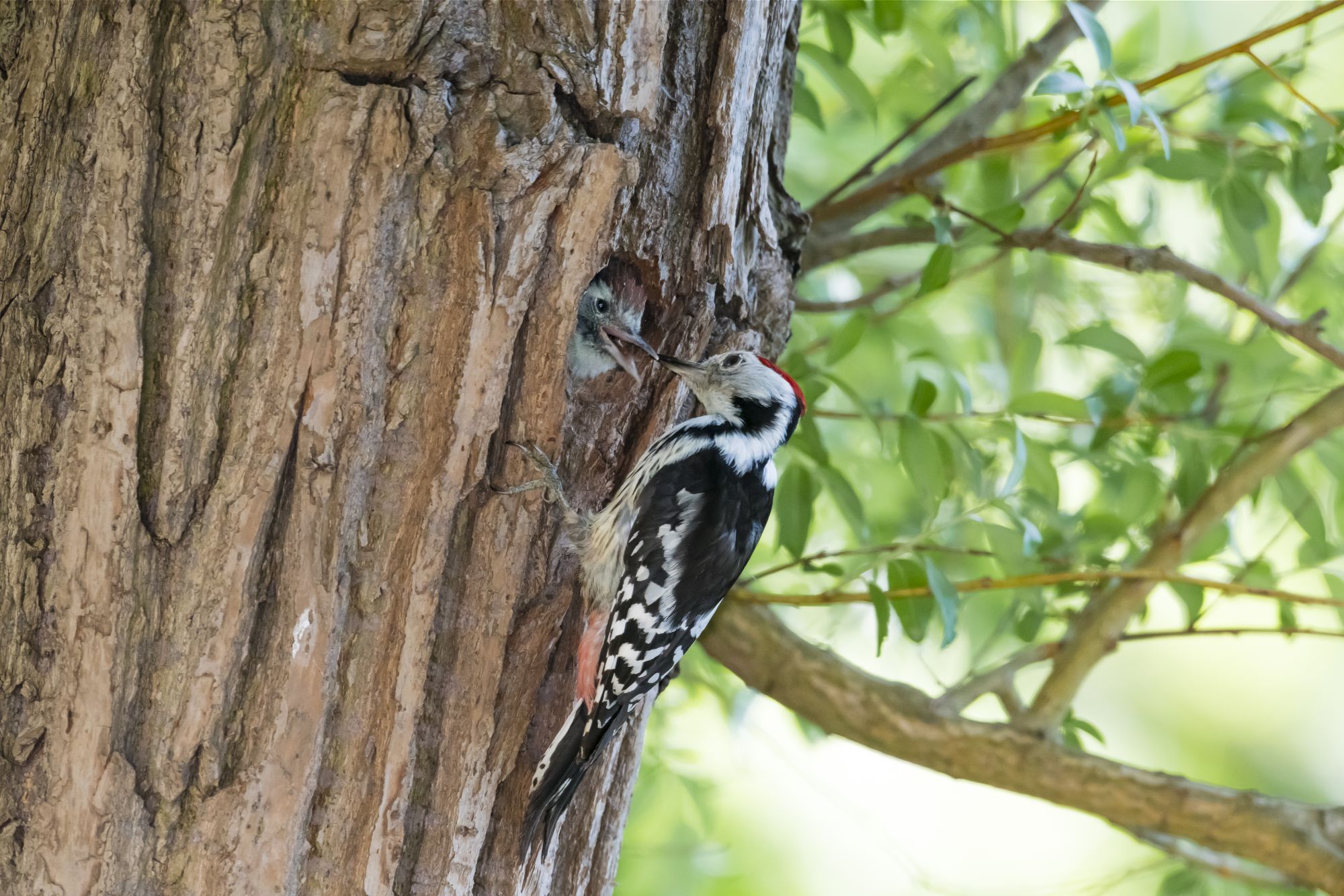Mittelspecht (Foto: Christoph Bosch) Ein schwarz-weiß-roter Specht füttert an einem Baumloch ein Junges. Stehendes Totholz spielt für Höhlenbrüter wie den Specht eine große Rolle. (Foto: Christoph Bosch)