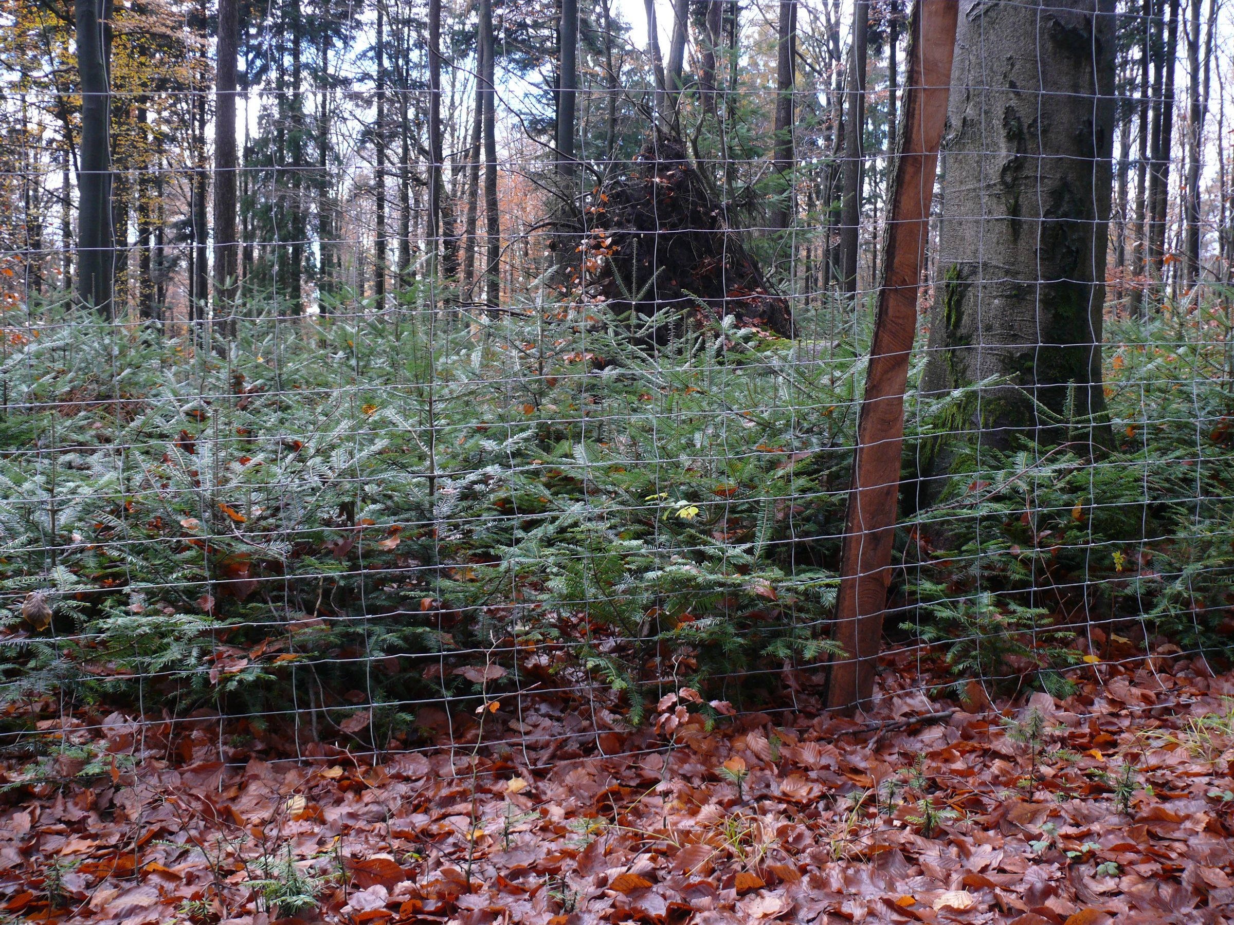 Naturverjüngung wächst hinter einem Zaun, außerhalb sind nur niedrige, da abgefressene Tannen zu sehen. (Foto: Michael Kunkel)