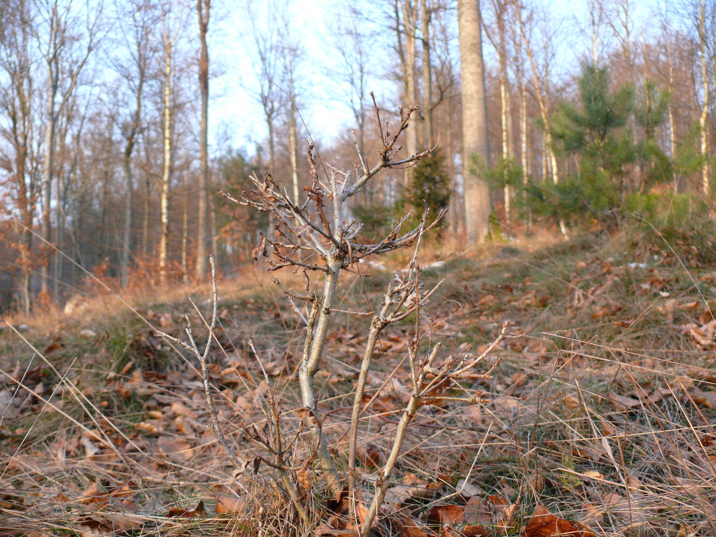 Eine verkrüppelte, gerade einmal kniehohe Eiche: Im Spessart ist Eichenverjüngung ohne künstliche Schutzmaßnahmen in der Regel nicht möglich. (Foto: Michael Kunkel)