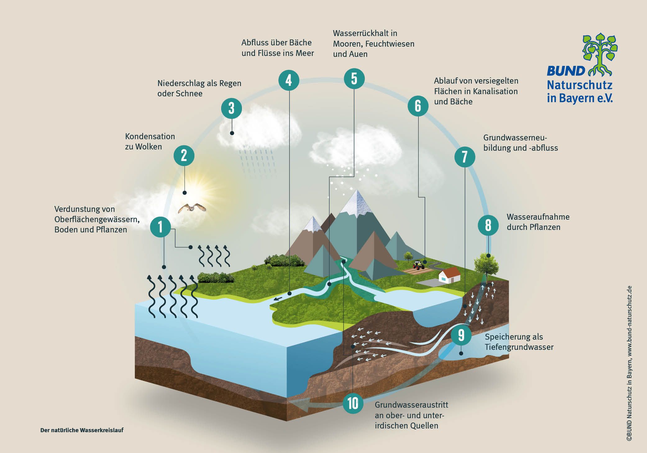 Grafik natürlicher Wasserkreislauf (Grafik: BN) Grafik natürlicher Wasserkreislauf: von Verdunstung über Versickerung bis zum Austritt an Quellen (Grafik: BN)