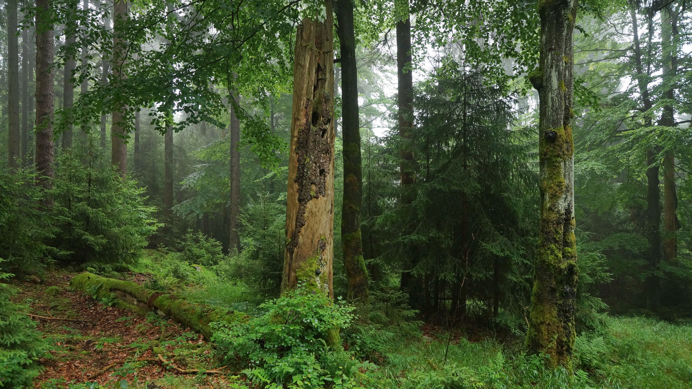 Blick in einen urwaldähnlichen Fichten- und Buchenwald im Steinwald: Gesunde, klimastabile Mischwälder sind wichtig für den Wasserkreislauf und die Versorgung mit Trinkwasser in Bayern. (Bild: Wolfgang Schödel)