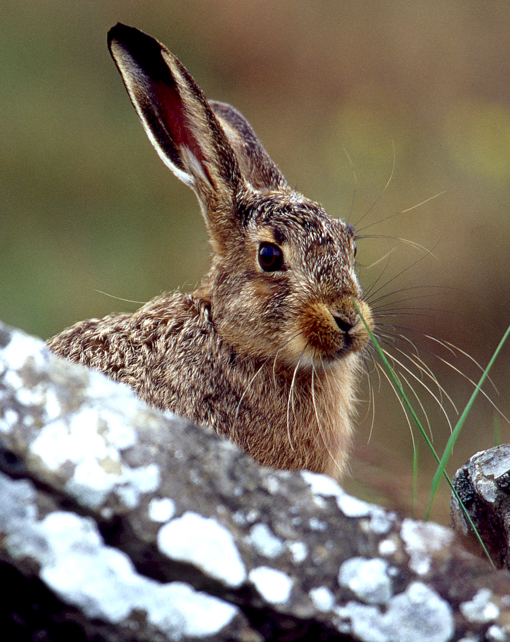 Osterhase in Not BUND Naturschutz in Bayern e.V.