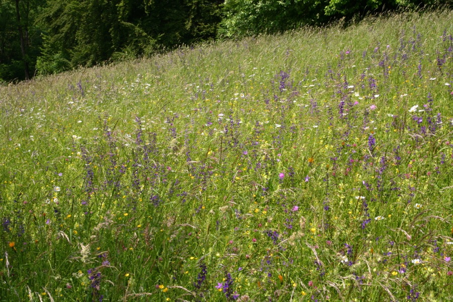 Eine bunte Blumenwiese in Hanglage - Siegerwiese bei der Wiesenmeisterschaft 2013