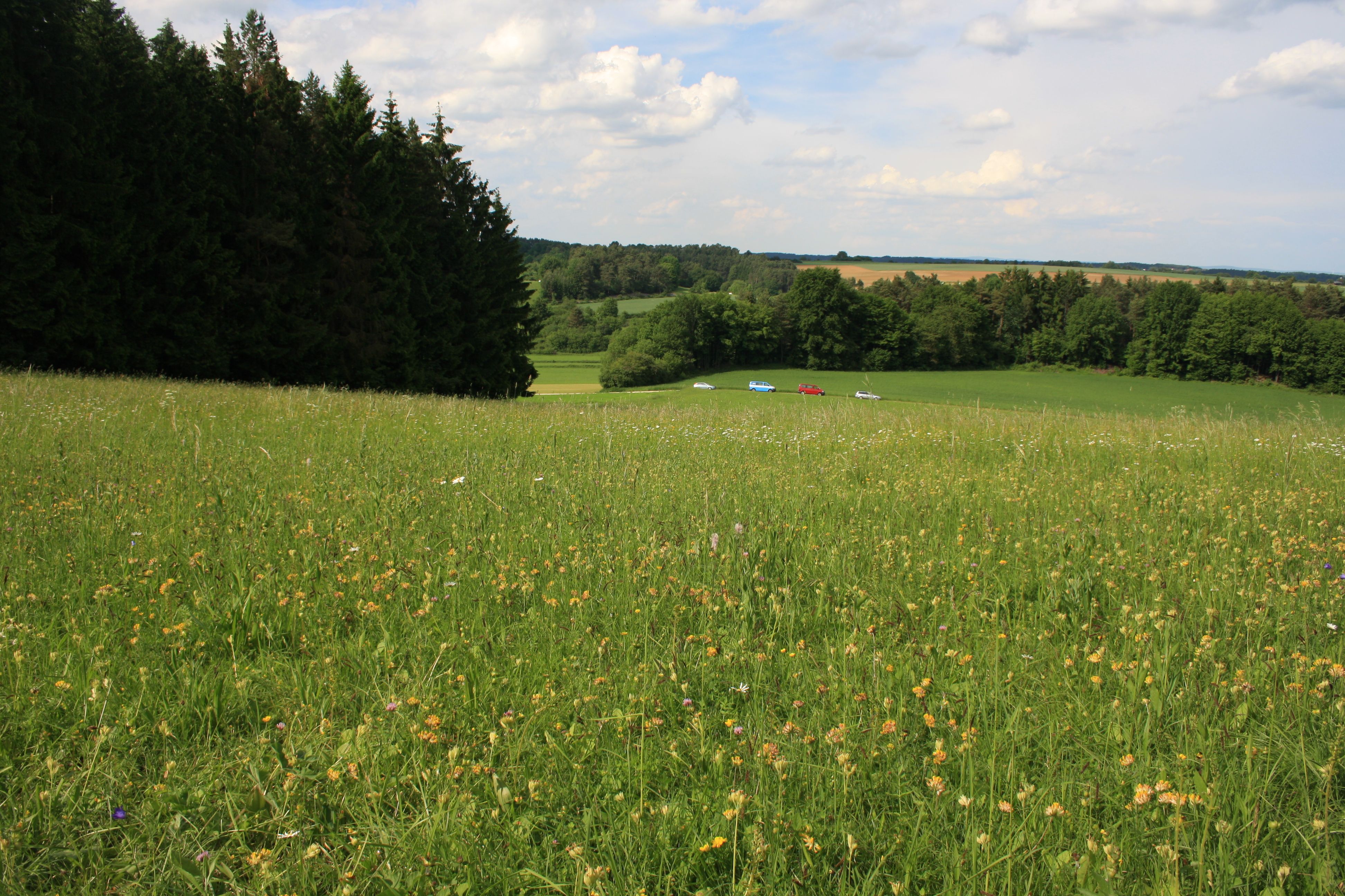 Wiese an einem Waldrand mit vielen gelben Blumen