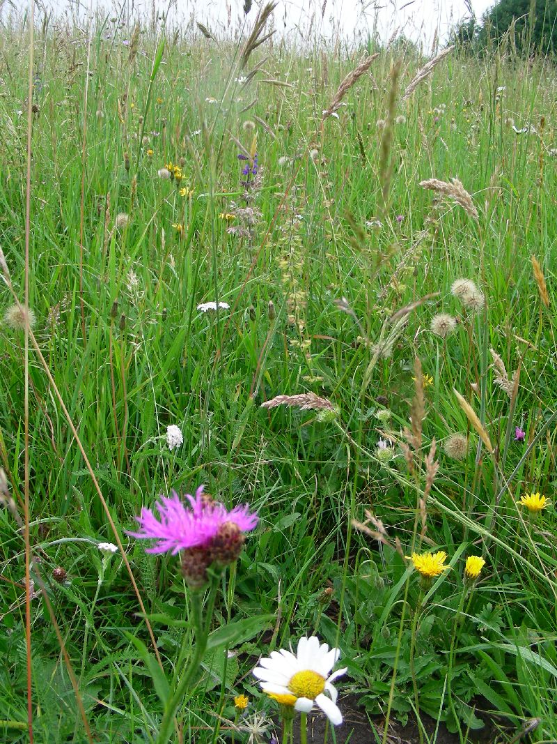 Nahaufnahme einer Wiese mit pinkfarbenen, weißen und gelben Blumen und vielen verschiedenen Gräsern - Siegerwiese der Wiesenmeisterschaft 2011