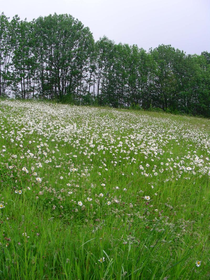 Wiese mit vielen Margeriten vor eine Baumreihe