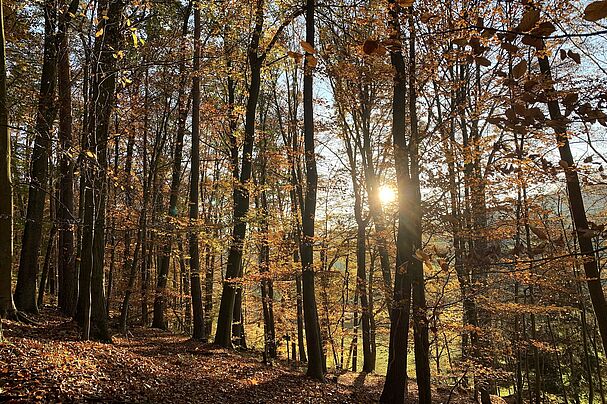 Waldrand im Spessart