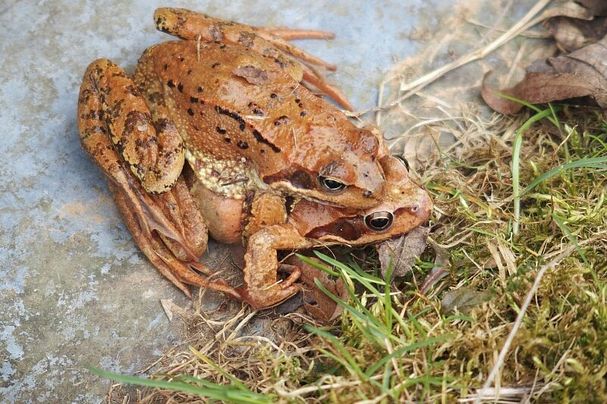 Grasfroschpaar