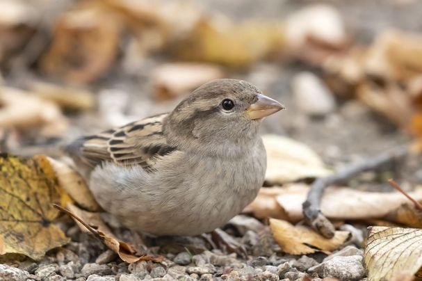 Haussperling im Herbst