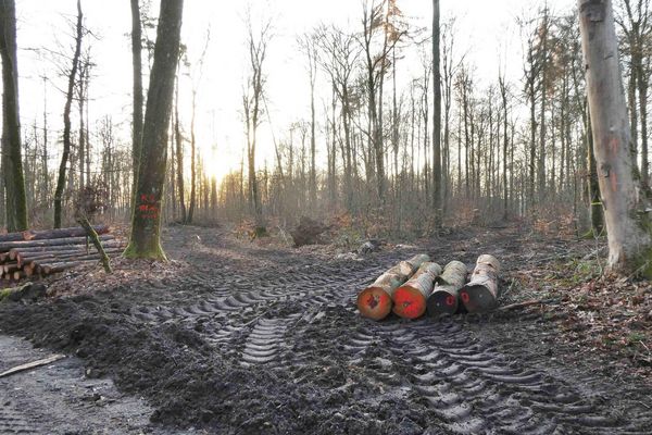 Gefällte Buchen im Steigerwald (Foto: Ralf Straußberger)