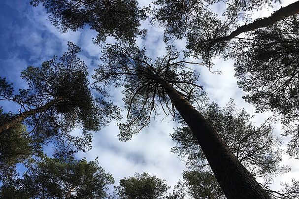 Kiefern im Wald