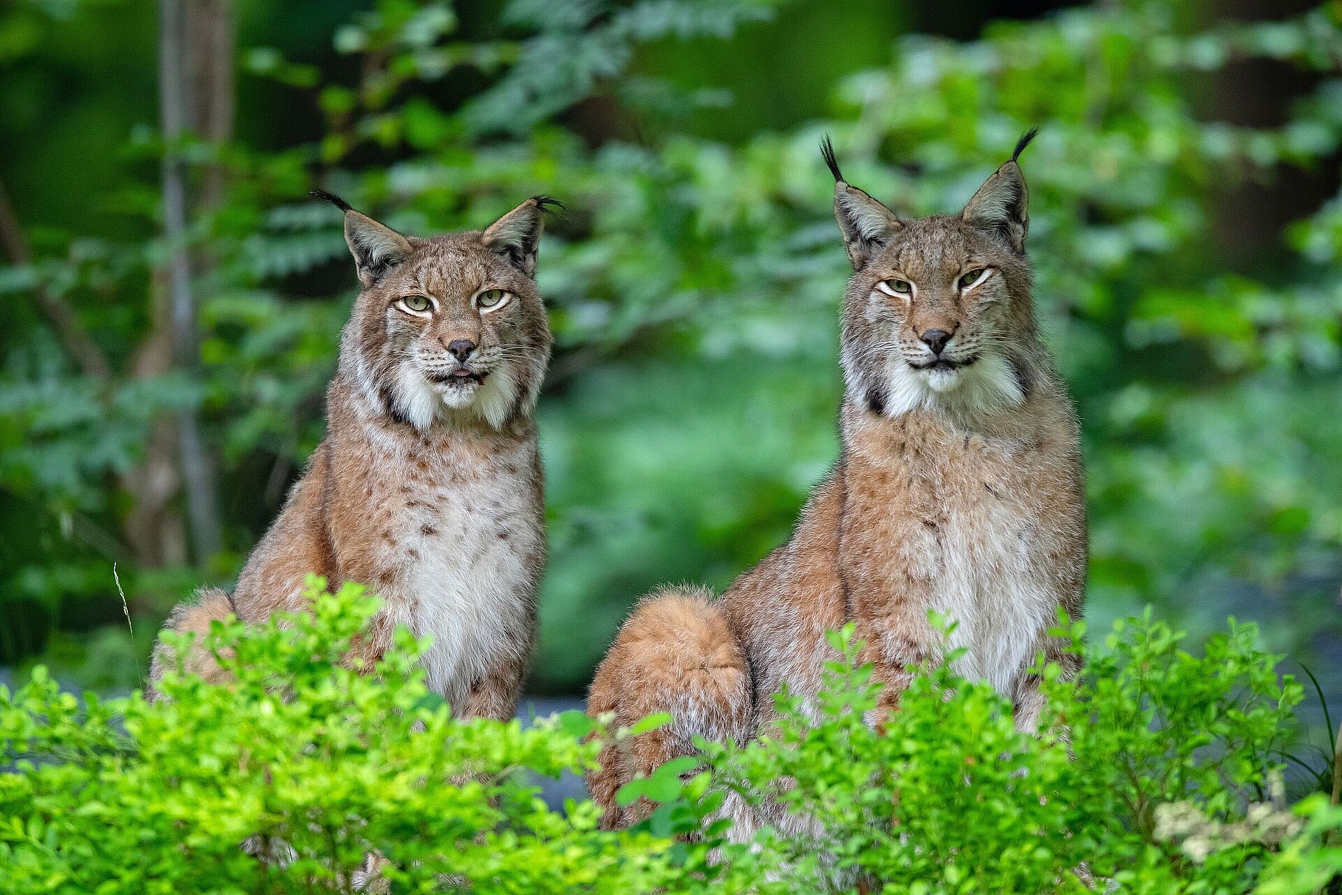 Luchs Verbreitung  BUND Naturschutz