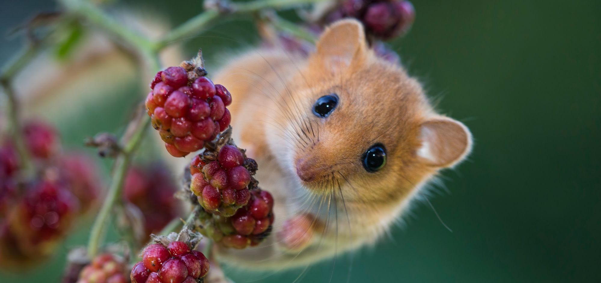 Nachts huscht die Haselmaus auf der Suche nach Futter durch die Zweige. (Foto: Fabrizio Moglia/stock.adobe.com) Eine rotbraune Haselmaus mit großen Knopfaugen sitzt auf einem Brombeerzweig mit Früchten. Tagsüber schläft die Haselmaus gerne in Baumhölen. (Foto: Fabrizio Moglia/stock.adobe.com)