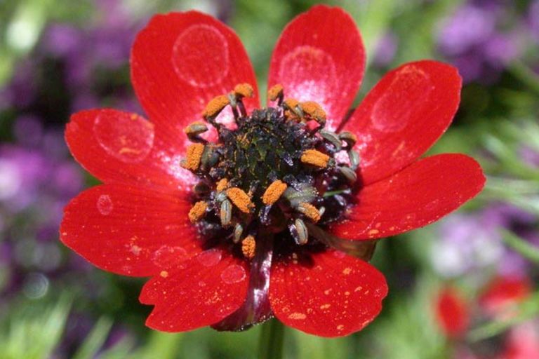 Zeichen für Artenvielfalt in der Landwirtschaft: Ein Flammendes Adonisröschen mit einer Blüte mit acht roten Blütenblättern und einem schwarzen Inneren mit orangen Staubgefäßen (Foto: Dr. Thomas Schöpken/plant-pictures.com)