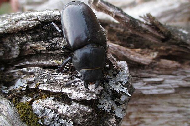 Hirschkäferweibchen, Foto Conni Schlosser