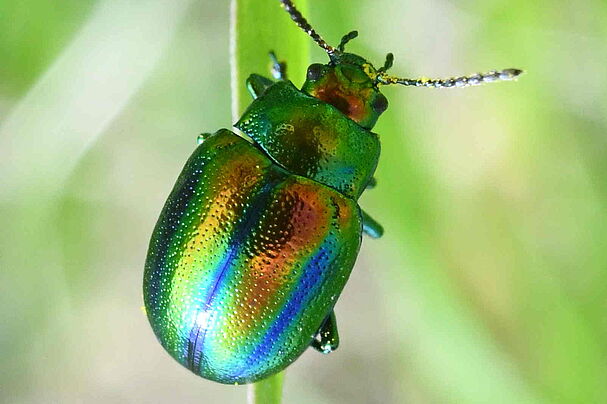 Käfer Fotowettbewerb Bund Naturschutz - BN