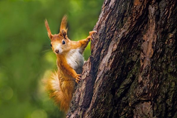 Eichhörnchen (Foto: janstria/stock.adobe.com)
