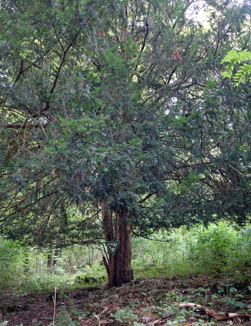 DIE EIBE EIN FAST VERGESSENER BAUM UNSERER WÄLDER BUND