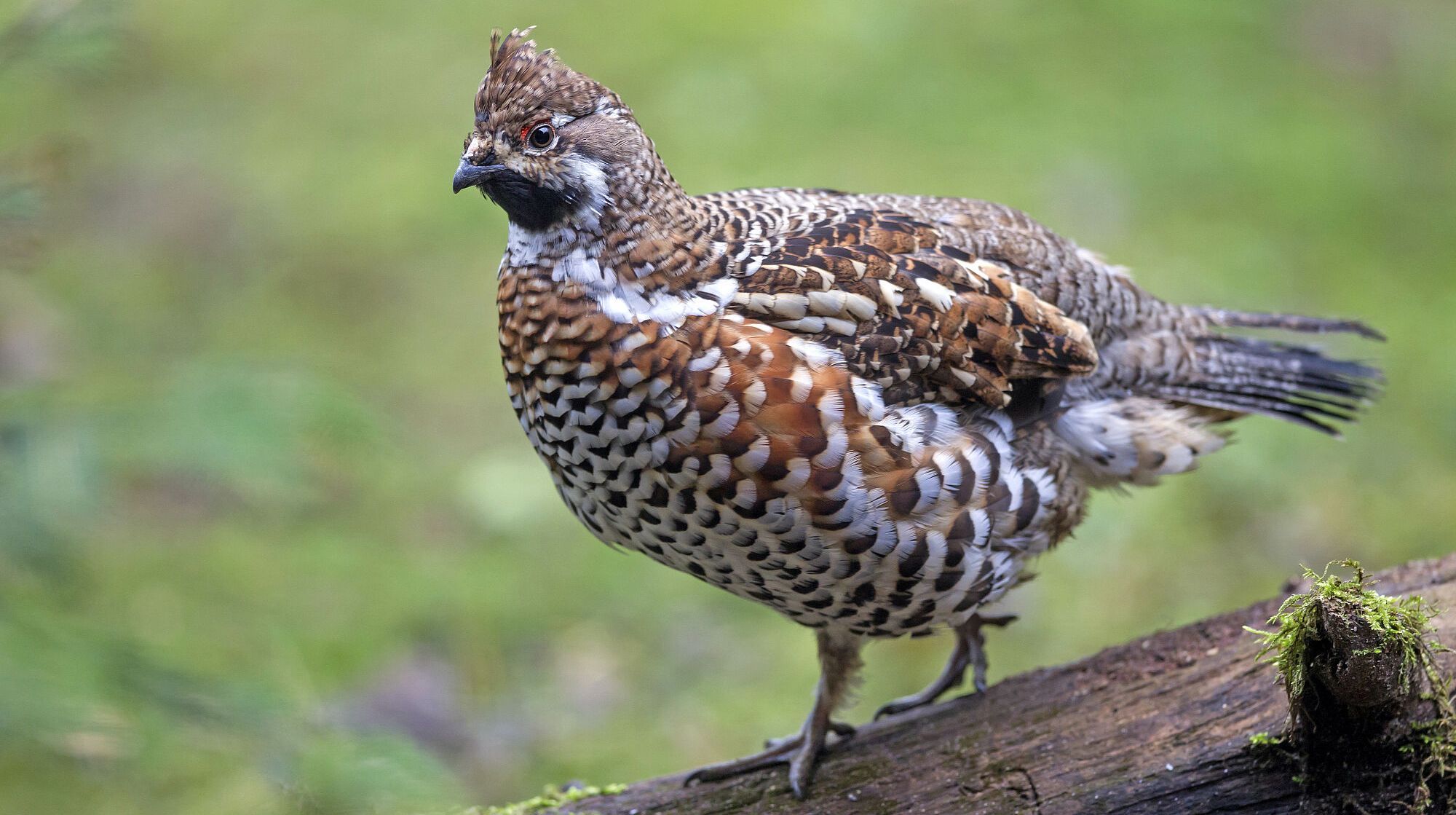 Auch das seltene Haselhuhn kommt im Reichswald vor (Foto: Marcus Bosch) Ein braun-weiß gefleckter Hühnervogel sitzt auf einem Stück Totholz