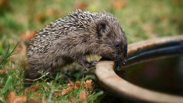 Nützlinge in den Garten locken: Igel fressen viele Schädlinge. Mit einem igelfreundlichen Garten tun Sie effektiv etwas gegen Schädlingsbefall. (Foto: inkevalentin/stock.adobe.com) Nützlinge in den Garten locken: Igel an einer Igeltränke. (Foto: inkevalentin/stock.adobe.com)